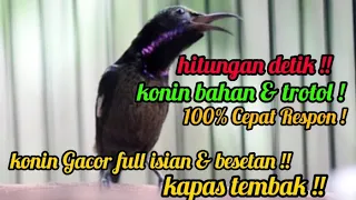 Download Masteran Konin Macet Bunyi Full Isian \u0026 Besetan Tajam Kapas Tembak !! MP3