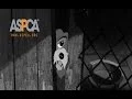 Disney Lady and the Tramp Dogs Meet Sarah McLachlan s Famous ASPCA Commercial Angel