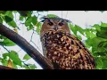 Beloved NYC celebrity owl Flaco dies