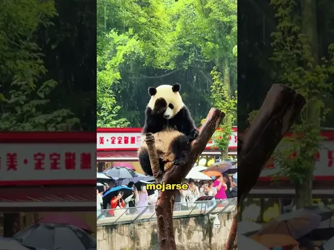 How do animals react when it rains inthe zoo?#animals #Foryou #Friendship#Us #fyp