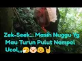 Download Lagu Mikat Burung Kadalan Burung Unik Rame Burcil #burung #mikatburung #burunggacor