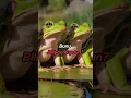 Lagu Cinsiyet değiştiren kurbağalar 🐸📚 #kurbağa #frog #animal #animals #youtube #like #korsanansiklopedi