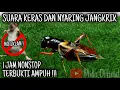 Download Lagu SUARA JANGKRIK PENGUSIR TIKUS 1 JAM NON STOP SUARA KERAS \u0026 NYARING | BUKTIKAN!