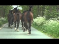 Download Lagu Video 9 jarige -lok- vos merrie  Talounabab en 1 en 2 jarige paarden die de leider volgen.
