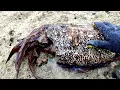 Lagu Berburu Cumi/Sotong dan Ikan saat air surut buat Makan Besar with Subscriber