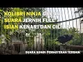 Download Lagu KOLIBRI NINJA GACOR SUARA JERNIH FULL ISIAN KENARI DAN CILILIN