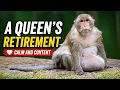 DAISY The Former Queen s Quiet Retirement A Big Belly and a Calm Heart Full Documentary