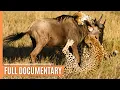 Download Lagu Cheetahs - High-speed hunters of the Savannah | Free Documentary