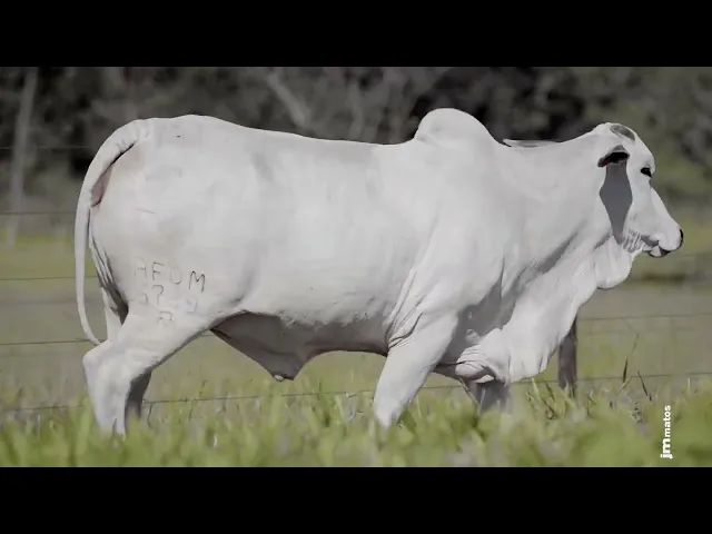 Novilha Nelore AFOM - 5789