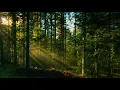 Download Lagu Звуки природы, шум леса, пение птиц / sounds of nature, birdsong, forest noise