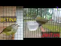 Download Lagu Cara Membedakan Burung Opior Jawa Jantan dan Betina | Burung Opior Jawa | Cucak Jempol