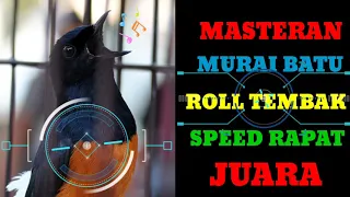 masteran murai batu mewah roll speed u0026 roll tembak