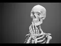 Bones Part 4 Remodeling and repair
