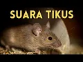 Lagu SUARA TIKUS | CIT... CIT... CIT...