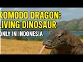 Download Lagu Komodo dragon: Indonesia's living dinosaur on komodo island