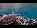 Spending time with the locals - Gab Gab s Sea Turtles