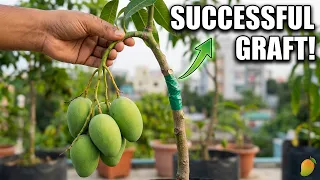 π₯ How to Graft a Mango Tree Successfully | Easy Mango Grafting Method