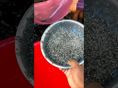 টাইগার মনোসেক্স তেলাপিয়ার পোনা চাষ করে ১ মাসেই লাখ টাকা আয় করুন 🐠 #fish