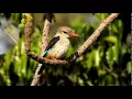 Download Lagu Kingfisher Grey headed J DSCN6722