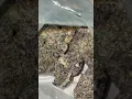 ZAZA WEED