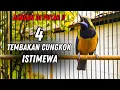 LIVE🔥 CUCAK CUNGKOK JAWARA‼️ 4 VARIASI TEMBAKAN KASAR NILAI TINGGI 2025 💥