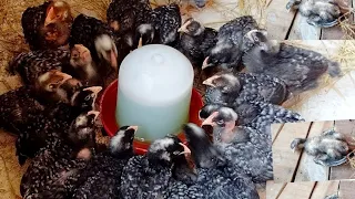 لقيت كارثه ع الصبح عند الفراخ الجميزه كلها كانت هتموت ولحقتها على آخر لحظه علشان مفيش حد يغلط 