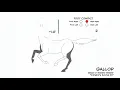 Centaur gallop