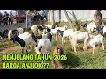 1.3 Juta 2 Jantan !! UPDATE HARGA KAMBING TERBARU SAAT INI DI PASAR PULE TRENGGALEK @HargaTernak 