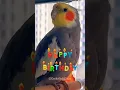 Cute Cockatiel Jojo's Birthday Serenade! 🎂🎶 | Perfect Wishes for Your Special Day