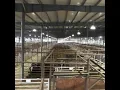 Blue Grass Stockyards - Barn Tour