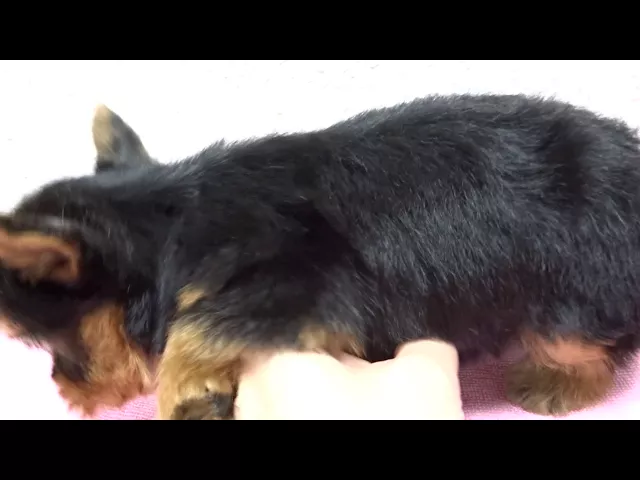 動画