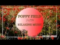 POPPY FIELD with RELAXING MUSIC for DEEP MEDITATION STRESS RELIEF DEEP STUDUING - NATURE