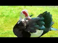 BLACKBIRD GREGORIAN CHANTS ASCULTATE Songs Of The Beatles 2004 Mp4