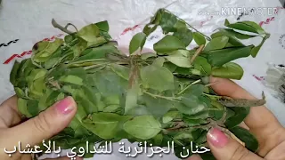 علاج تام بوصفير للرضع الأطفال والكبار نتيجة مبهرة وتوضيح بين عشبة ميليسا ومليلس 