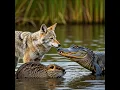 Nutria Invasion Nature s Battle for Wetlands VEED