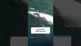 لقطات نادرة لأنثى حوت أحدب تودّع صغيرها النافق