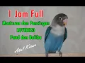 Download Lagu 1 JAM MASTERAN PANCINGAN LOVEBIRD BABY, PAUD \u0026 BALIBU BELAJAR NGEKEK
