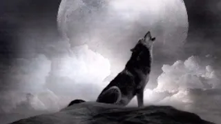 صوت الذئب جميل ومخيف بدقة عاليه 