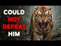 6 Predators That Could NOT Defeat a Tiger