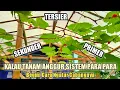 Download Lagu Cara Menanam Anggur Dengan Sistem Para Para‼️🔥🔥🍇