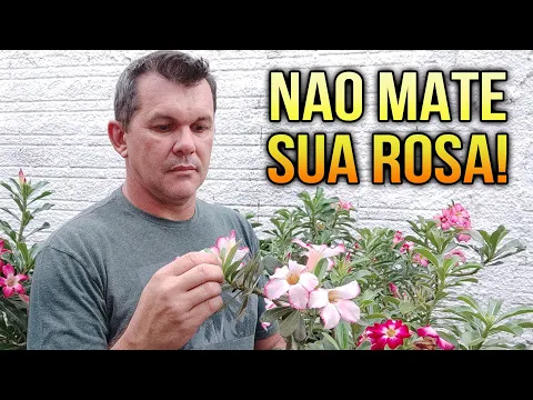 Download MP3 ✅DOIS ERROS que estão matando sua ROSA DO DESERTO  em 2024