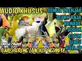 Download Lagu SUARA PIKAT KHUSUS BURUNG KECIL PILIHAN PALING JAHAT@smstachanel