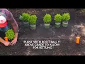 How to Plant a Boxwood Hedge