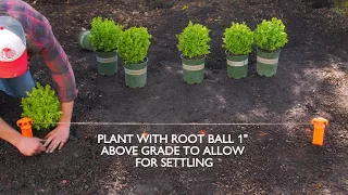 How to Plant a Boxwood Hedge