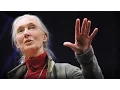 Lagu What separates us from chimpanzees? | Jane Goodall
