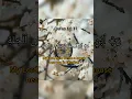 Download Lagu Quran 66:11/ dua for house in Jannah