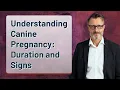 Understanding Canine Pregnancy Duration and Signs