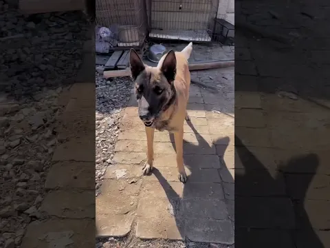 Sweet love❤️, Smart dog saved women❤️. #dog #smartdog #funny #love #animals #shorts