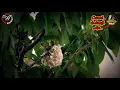 Download Lagu Suara Pikat Segala Jenis Burung Pleci
