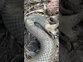 Jump scare from an Eastern Brown Snake! #shorts